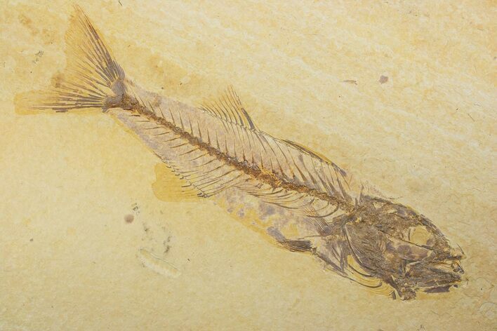Uncommon Fish Fossil (Mioplosus) - Wyoming #373905